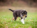 Welpen_Junghunde_treffen_Australian_Shepherd_Langhaarcollie_blue-merle_Gaia_Oskar_tricolor_Welpe_Junghund_Gruppe (71)