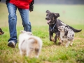 Welpen_Junghunde_treffen_Australian_Shepherd_Langhaarcollie_blue-merle_Gaia_Oskar_tricolor_Welpe_Junghund_Gruppe (75)