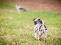 Welpen_Junghunde_treffen_Australian_Shepherd_Langhaarcollie_blue-merle_Gaia_Oskar_tricolor_Welpe_Junghund_Gruppe (79)