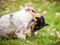 Welpen_Junghunde_treffen_Australian_Shepherd_Langhaarcollie_blue-merle_Gaia_Oskar_tricolor_Welpe_Junghund_Gruppe (8)