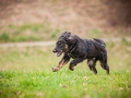 Welpen_Junghunde_treffen_Australian_Shepherd_Langhaarcollie_blue-merle_Gaia_Oskar_tricolor_Welpe_Junghund_Gruppe (89)