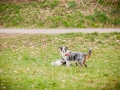 Welpen_Junghunde_treffen_Australian_Shepherd_Langhaarcollie_blue-merle_Gaia_Oskar_tricolor_Welpe_Junghund_Gruppe (9)