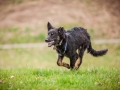 Welpen_Junghunde_treffen_Australian_Shepherd_Langhaarcollie_blue-merle_Gaia_Oskar_tricolor_Welpe_Junghund_Gruppe (90)