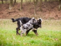 Welpen_Junghunde_treffen_Australian_Shepherd_Langhaarcollie_blue-merle_Gaia_Oskar_tricolor_Welpe_Junghund_Gruppe (91)