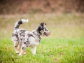 Welpen_Junghunde_treffen_Australian_Shepherd_Langhaarcollie_blue-merle_Gaia_Oskar_tricolor_Welpe_Junghund_Gruppe (94)