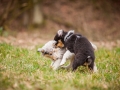 Welpen_Junghunde_treffen_Australian_Shepherd_Langhaarcollie_blue-merle_Gaia_Oskar_tricolor_Welpe_Junghund_Gruppe (98)