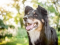 Tierfotografie_Hundefotografie_Marburg_Wetzlar_Giessen_Fotografin_Christine_Hemlep_Hund_Border_Collie_Mischling_tricolor_Maggy (3)