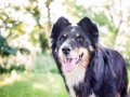 Tierfotografie_Hundefotografie_Marburg_Wetzlar_Giessen_Fotografin_Christine_Hemlep_Hund_Border_Collie_Mischling_tricolor_Maggy (5)