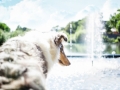 Tierfotografie_Hundefotografie_Marburg_Wetzlar_Giessen_Fotografin_Christine_Hemlep_Hund_Collie_Langhaarcollie_Blue_merle_Gaia (1)