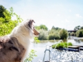 Tierfotografie_Hundefotografie_Marburg_Wetzlar_Giessen_Fotografin_Christine_Hemlep_Hund_Collie_Langhaarcollie_Blue_merle_Gaia (3)