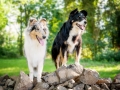 Tierfotografie_Hundefotografie_Marburg_Wetzlar_Giessen_Fotografin_Christine_Hemlep_Hunde_Langhaarcollie_Border_Collie_Gaia_Maggy (1)