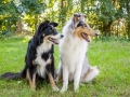 Tierfotografie_Hundefotografie_Marburg_Wetzlar_Giessen_Fotografin_Christine_Hemlep_Hunde_Langhaarcollie_Border_Collie_Gaia_Maggy (3)
