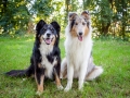 Tierfotografie_Hundefotografie_Marburg_Wetzlar_Giessen_Fotografin_Christine_Hemlep_Hunde_Langhaarcollie_Border_Collie_Gaia_Maggy (5)