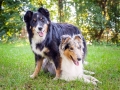 Tierfotografie_Hundefotografie_Marburg_Wetzlar_Giessen_Fotografin_Christine_Hemlep_Hunde_Langhaarcollie_Border_Collie_Gaia_Maggy (7)