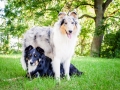 Tierfotografie_Hundefotografie_Marburg_Wetzlar_Giessen_Fotografin_Christine_Hemlep_Hunde_Langhaarcollie_Border_Collie_Gaia_Maggy (9)