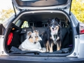 Tierfotografie_Hundefotografie_Marburg_Wetzlar_Giessen_Fotografin_Christine_Hemlep_Hunde_Langhaarcollie_Border_Collie_Gaia_Maggy_Auto (1)