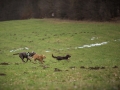 Hundewanderung_Wanderung_Hund_Marburg_Kirchhain_Spaziergang_Gassitreffen_Treffen_Hundetreffen_Hundeschule_Lahntal (11)