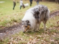 Hundewanderung_Wanderung_Hund_Marburg_Kirchhain_Spaziergang_Gassitreffen_Treffen_Hundetreffen_Hundeschule_Lahntal (13)