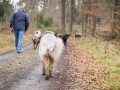Hundewanderung_Wanderung_Hund_Marburg_Kirchhain_Spaziergang_Gassitreffen_Treffen_Hundetreffen_Hundeschule_Lahntal (15)