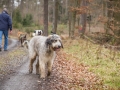 Hundewanderung_Wanderung_Hund_Marburg_Kirchhain_Spaziergang_Gassitreffen_Treffen_Hundetreffen_Hundeschule_Lahntal (17)