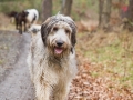 Hundewanderung_Wanderung_Hund_Marburg_Kirchhain_Spaziergang_Gassitreffen_Treffen_Hundetreffen_Hundeschule_Lahntal (18)