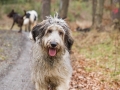 Hundewanderung_Wanderung_Hund_Marburg_Kirchhain_Spaziergang_Gassitreffen_Treffen_Hundetreffen_Hundeschule_Lahntal (19)