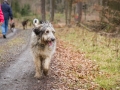 Hundewanderung_Wanderung_Hund_Marburg_Kirchhain_Spaziergang_Gassitreffen_Treffen_Hundetreffen_Hundeschule_Lahntal (20)