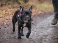 Hundewanderung_Wanderung_Hund_Marburg_Kirchhain_Spaziergang_Gassitreffen_Treffen_Hundetreffen_Hundeschule_Lahntal (22)