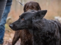 Hundewanderung_Wanderung_Hund_Marburg_Kirchhain_Spaziergang_Gassitreffen_Treffen_Hundetreffen_Hundeschule_Lahntal (25)