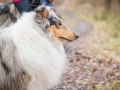 Hundewanderung_Wanderung_Hund_Marburg_Kirchhain_Spaziergang_Gassitreffen_Treffen_Hundetreffen_Hundeschule_Lahntal (26)