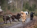Hundewanderung_Wanderung_Hund_Marburg_Kirchhain_Spaziergang_Gassitreffen_Treffen_Hundetreffen_Hundeschule_Lahntal (31)
