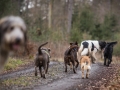 Hundewanderung_Wanderung_Hund_Marburg_Kirchhain_Spaziergang_Gassitreffen_Treffen_Hundetreffen_Hundeschule_Lahntal (33)