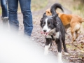 Hundewanderung_Wanderung_Hund_Marburg_Kirchhain_Spaziergang_Gassitreffen_Treffen_Hundetreffen_Hundeschule_Lahntal (37)