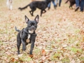 Hundewanderung_Wanderung_Hund_Marburg_Kirchhain_Spaziergang_Gassitreffen_Treffen_Hundetreffen_Hundeschule_Lahntal (4)