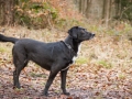 Hundewanderung_Wanderung_Hund_Marburg_Kirchhain_Spaziergang_Gassitreffen_Treffen_Hundetreffen_Hundeschule_Lahntal (40)