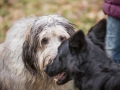 Hundewanderung_Wanderung_Hund_Marburg_Kirchhain_Spaziergang_Gassitreffen_Treffen_Hundetreffen_Hundeschule_Lahntal (41)