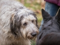 Hundewanderung_Wanderung_Hund_Marburg_Kirchhain_Spaziergang_Gassitreffen_Treffen_Hundetreffen_Hundeschule_Lahntal (42)