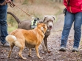 Hundewanderung_Wanderung_Hund_Marburg_Kirchhain_Spaziergang_Gassitreffen_Treffen_Hundetreffen_Hundeschule_Lahntal (45)