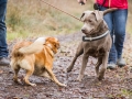 Hundewanderung_Wanderung_Hund_Marburg_Kirchhain_Spaziergang_Gassitreffen_Treffen_Hundetreffen_Hundeschule_Lahntal (46)