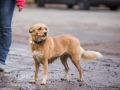 Hundewanderung_Wanderung_Hund_Marburg_Kirchhain_Spaziergang_Gassitreffen_Treffen_Hundetreffen_Hundeschule_Lahntal (47)