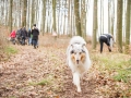 Hundewanderung_Wanderung_Hund_Marburg_Kirchhain_Spaziergang_Gassitreffen_Treffen_Hundetreffen_Hundeschule_Lahntal (50)