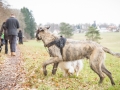 Hundewanderung_Wanderung_Hund_Marburg_Kirchhain_Spaziergang_Gassitreffen_Treffen_Hundetreffen_Hundeschule_Lahntal (53)