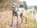 Hundewanderung_Wanderung_Hund_Marburg_Kirchhain_Spaziergang_Gassitreffen_Treffen_Hundetreffen_Hundeschule_Lahntal (56)