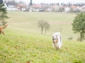 Hundewanderung_Wanderung_Hund_Marburg_Kirchhain_Spaziergang_Gassitreffen_Treffen_Hundetreffen_Hundeschule_Lahntal (58)