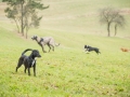 Hundewanderung_Wanderung_Hund_Marburg_Kirchhain_Spaziergang_Gassitreffen_Treffen_Hundetreffen_Hundeschule_Lahntal (64)