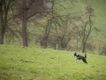 Hundewanderung_Wanderung_Hund_Marburg_Kirchhain_Spaziergang_Gassitreffen_Treffen_Hundetreffen_Hundeschule_Lahntal (65)