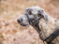 Hundewanderung_Wanderung_Hund_Marburg_Kirchhain_Spaziergang_Gassitreffen_Treffen_Hundetreffen_Hundeschule_Lahntal (78)