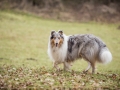 Hundewanderung_Wanderung_Hund_Marburg_Kirchhain_Spaziergang_Gassitreffen_Treffen_Hundetreffen_Hundeschule_Lahntal (82)