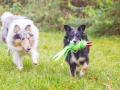 Border_Collie_Mischling_Maggy_tricolor_Langhaarocollie_Rough_Collie_Gaia_bluemerle_Marburg_Lahnwiesen_Wiese_Wubba_Spielzeug (1)