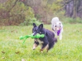 Border_Collie_Mischling_Maggy_tricolor_Langhaarocollie_Rough_Collie_Gaia_bluemerle_Marburg_Lahnwiesen_Wiese_Wubba_Spielzeug (11)